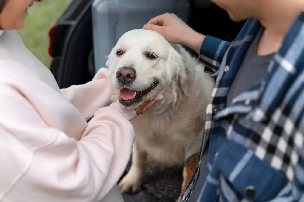Physical Exams at Wild Magnolia Mobile Vet