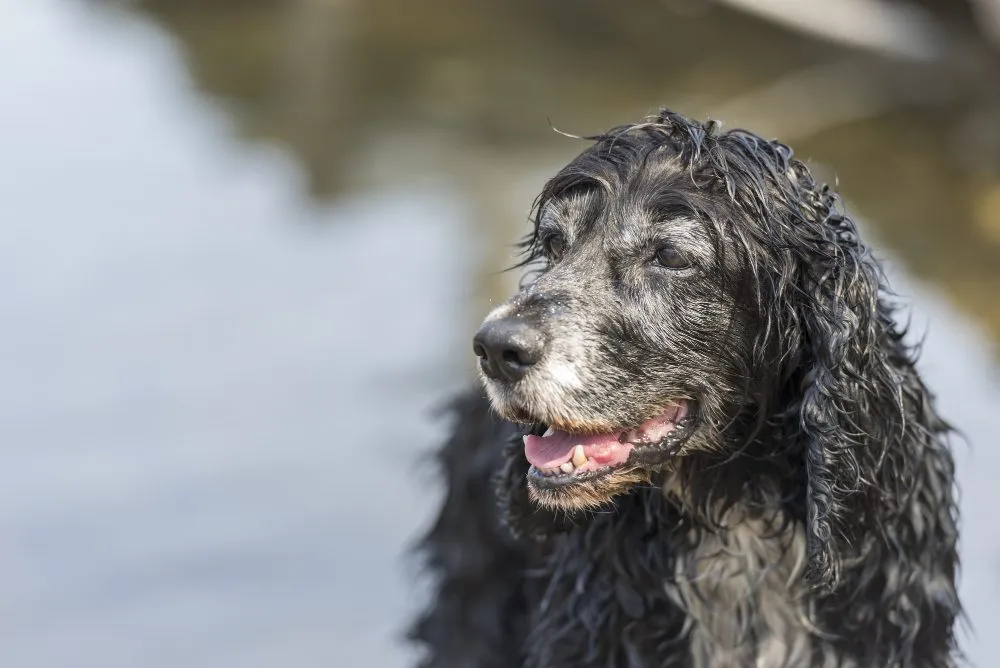 Senior Pet Care at Wild Magnolia Mobile Vet